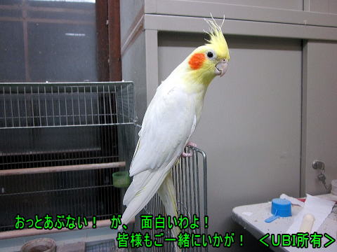 オカメインコ　なっちゃん