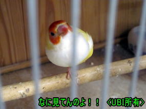 赤頭白胸イエローコキンチョウ 片足立ち