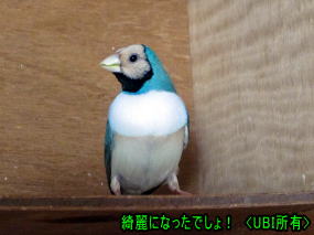 換羽終了後のアオちゃん