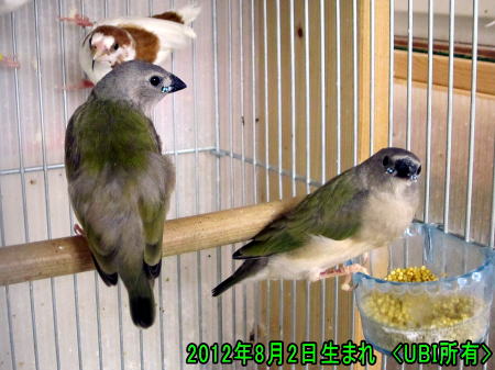 2012年8月2日生まれのコキンチョウ達