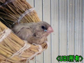 コキンチョウ　幼鳥