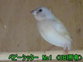 ベビーシッタ―の表彰 No1