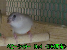 ベビーシッタ―の表彰 No4