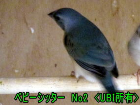 ベビーシッタ―の表彰 No2