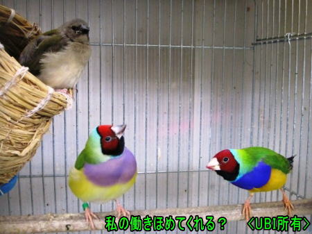 2年目で初自育のノーマルコキンチョウ