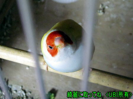 コキンチョウの胸の色