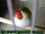 コキンチョウの胸の色