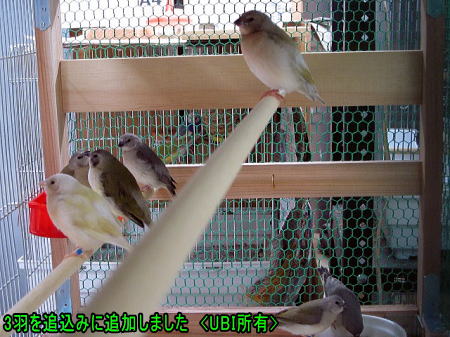 追い込みのコキンチョウ達