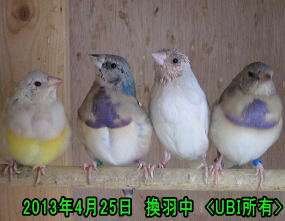 換羽中のコキンチョウ１