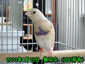 換羽中のコキンチョウ3