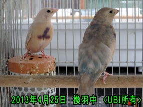 換羽中のコキンチョウ4