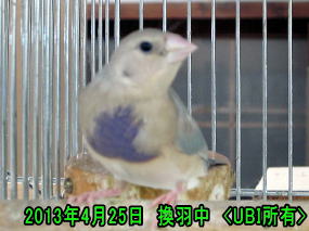 換羽中のコキンチョウ5