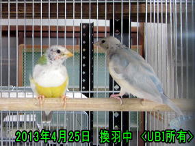 換羽中のコキンチョウ7