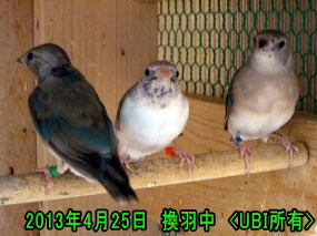 換羽中のコキンチョウ10