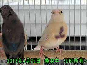 換羽中のコキンチョウ11
