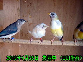 換羽中のコキンチョウ12