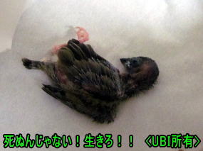 赤頭コキンチョウ パルちゃん危篤