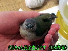 赤頭コキンチョウ パルちゃん完全復活