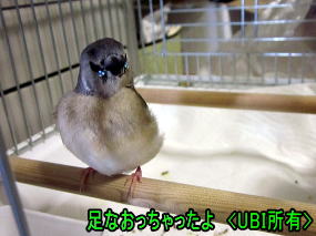 赤頭コキンチョウ パルちゃん足なおる