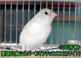 黒頭白胸シルバーコキンチョウメス(ホワイト)