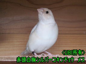 赤頭白胸シルバーコキンチョウメス