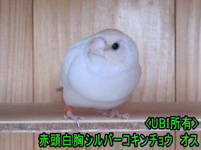 赤頭白胸シルバーコキンチョウオス