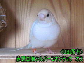 赤頭白胸シルバーコキンチョウオス