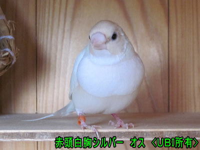 赤頭白胸シルバー オス