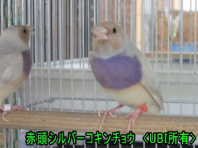 赤頭シルバーコキンチョウ