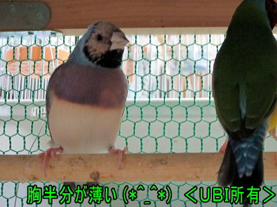 赤頭ブルーコキンチョウ