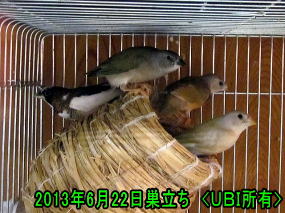 仮母十姉妹に育てられたコキンチョウ