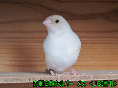 赤頭白胸シルバー メス