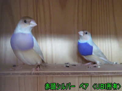 赤頭シルバー　ペア