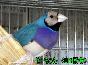 2013年7月8日　換羽終了後のピーちゃん