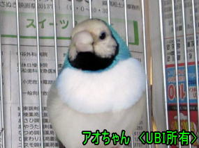 2013年7月8日　換羽終了後のアオちゃん
