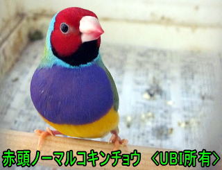 赤頭ノーマルコキンチョウ