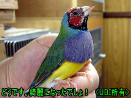 赤頭コキンチョウ　パルちゃん換羽終了前