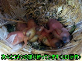 コキンチョウの雛達