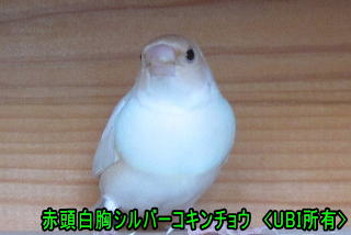 赤頭白胸シルバーコキンチョウ