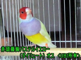 特殊なコキンチョウ-赤頭藤胸パステルイエロー(ダイリュート)