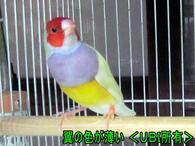 ダイリュート　コキンチョウ