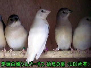 赤頭白胸シルバーオス 幼鳥の姿