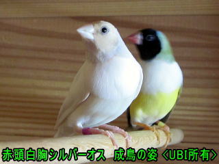 赤頭白胸シルバーオス 成鳥の姿