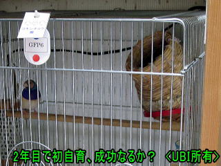 またまた、自育コキンチョウなるか