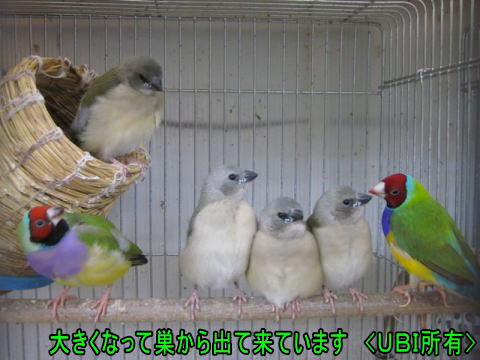 自育コキンチョウの雛達