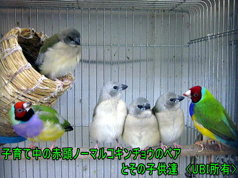 コキンチョウの自育の様子