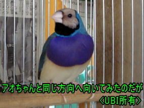 2014年7月18日　換羽終了後のピーちゃん