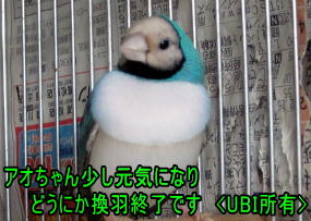 2014年7月18日　換羽終了後のアオちゃん