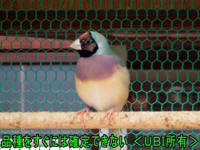 赤頭ノーマル／ブルーコキンチョウの変異