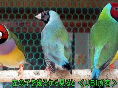 赤頭ノーマル／ブルーコキンチョウの変異